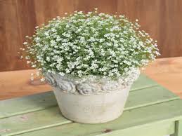 Attēlu rezultāti vaicājumam “Gypsophila muralis”