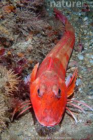 Image result for Chelidonichthys cuculus