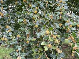 Attēlu rezultāti vaicājumam “Fagus sylvatica fruit”