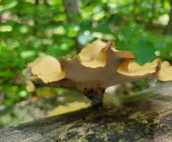 Attēlu rezultāti vaicājumam “Polyporus badius”