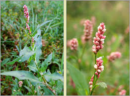 Attēlu rezultāti vaicājumam “Persicaria maculosa flower”
