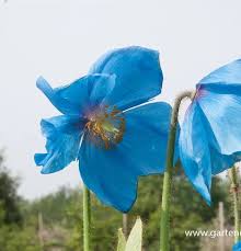 Image result for Scheinmohn