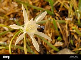 Attēlu rezultāti vaicājumam “Amarillidaceae”