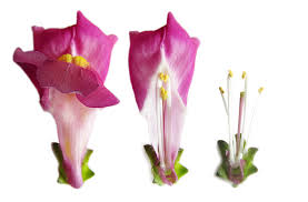 Attēlu rezultāti vaicājumam “Antirrhinum majus flower”