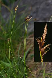 Attēlu rezultāti vaicājumam “Carex chordorrhiza fruit”