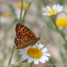 Attēlu rezultāti vaicājumam “Mellicta athalia underside”