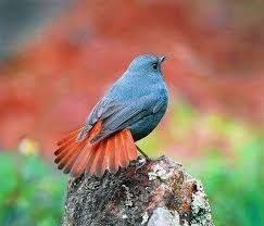 Attēlu rezultāti vaicājumam “Muscicapidae”