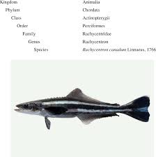 Image result for Pagrus auratus