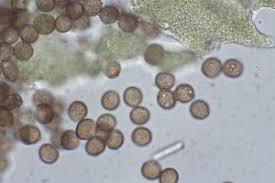 Attēlu rezultāti vaicājumam “Physarum luteolum”