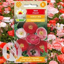 Image result for Papaver rhoeas 'Shirley'