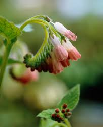 Attēlu rezultāti vaicājumam “Symphytum grandiflorum flower”