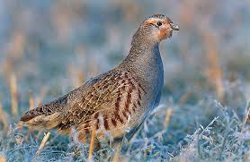 Attēlu rezultāti vaicājumam “Perdix perdix”