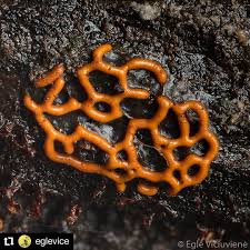 Attēlu rezultāti vaicājumam “Hemitrichia serpula”