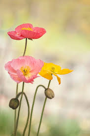 Image result for Papaver nudicaule