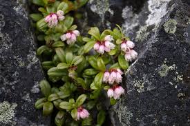 Attēlu rezultāti vaicājumam “Vaccinium vitis-idaea flower”