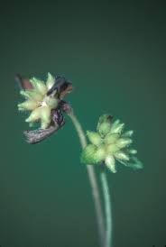 Attēlu rezultāti vaicājumam “Hepatica nobilis bud”