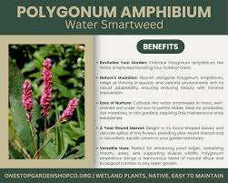 Attēlu rezultāti vaicājumam “Polygonum amphibium”