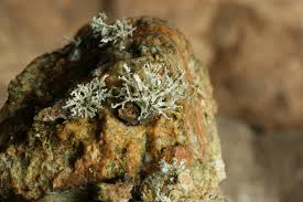 Attēlu rezultāti vaicājumam “Ramalina pollinaria”