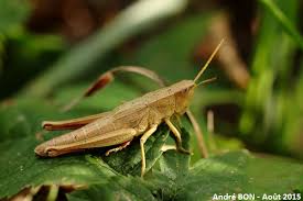 Attēlu rezultāti vaicājumam “Chrysochraon dispar”