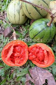 Attēlu rezultāti vaicājumam “Cynosurus cristatus fruit”