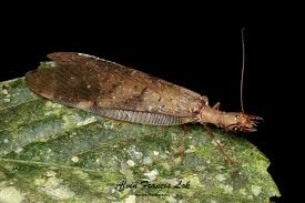 Attēlu rezultāti vaicājumam “Megaloptera”