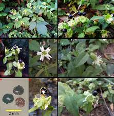 Attēlu rezultāti vaicājumam “Silene baccifera”