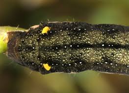 Attēlu rezultāti vaicājumam “Trachea atriplicis”