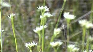 Attēlu rezultāti vaicājumam “Rhynchospora alba flower”