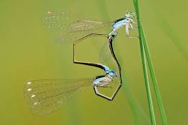 Attēlu rezultāti vaicājumam “Nehalennia speciosa”