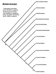Attēlu rezultāti vaicājumam “Asteraceae”