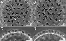Attēlu rezultāti vaicājumam “Enteridium variabile macro”