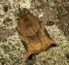 Attēlu rezultāti vaicājumam “Archips podana female”