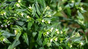 Attēlu rezultāti vaicājumam “Lithospermum officinale flower”