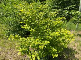 Attēlu rezultāti vaicājumam “Hamamelis”