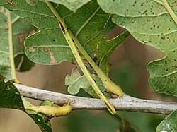 Attēlu rezultāti vaicājumam “Electrophaes corylata”