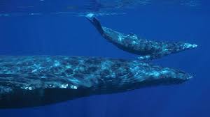 Image result for Balaenoptera musculus