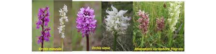 Attēlu rezultāti vaicājumam “Orchis mascula flower”