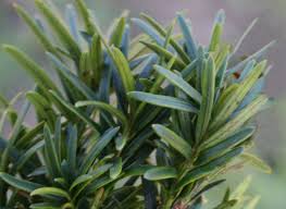 Attēlu rezultāti vaicājumam “Taxus baccata”