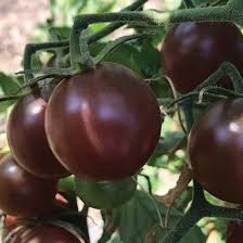 Afbeeldingsresultaat voor black cherry tomato