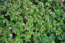 Attēlu rezultāti vaicājumam “Geranium robertianum”