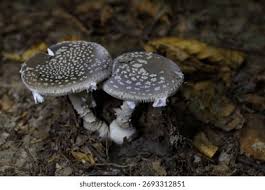 Attēlu rezultāti vaicājumam “Amanita excelsa”