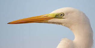 Attēlu rezultāti vaicājumam “Egretta alba”