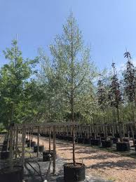 Attēlu rezultāti vaicājumam “Salix alba var. sericea”