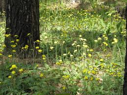 Attēlu rezultāti vaicājumam “Hieracium murorum leaf”