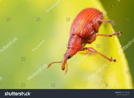 Attēlu rezultāti vaicājumam “Apion sp.”