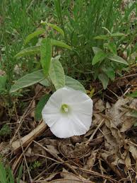 Attēlu rezultāti vaicājumam “Calystegia inflata”