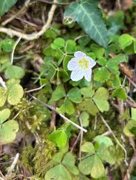 Attēlu rezultāti vaicājumam “Oxalis acetosella”