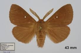 Attēlu rezultāti vaicājumam “Lasiocampa trifolii”