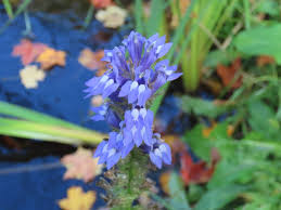 Attēlu rezultāti vaicājumam “Calystegia inflata”