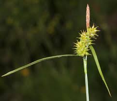Attēlu rezultāti vaicājumam “Carex viridula flower”